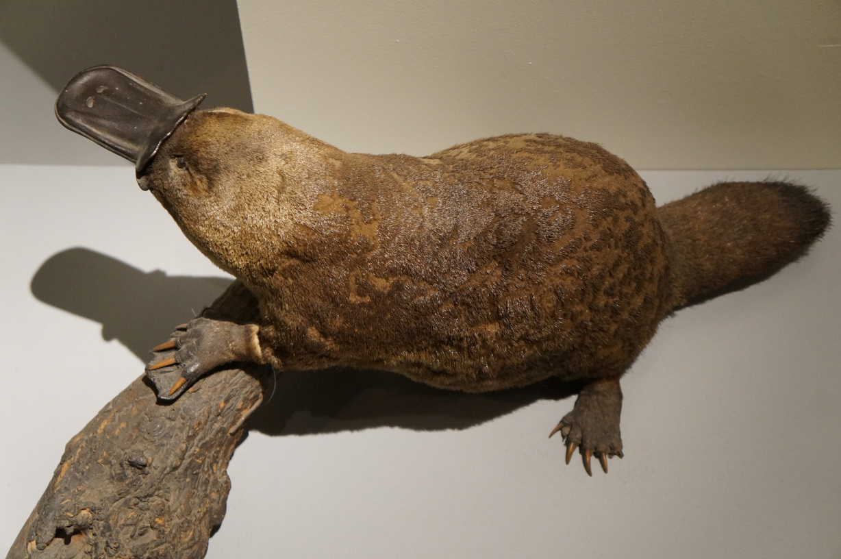 ornithorhynchus